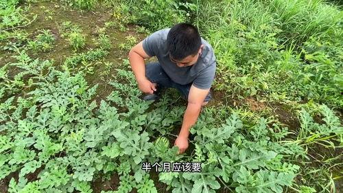 黑料吃瓜网apk普通安装 