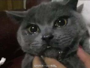 做你的蔬菜 